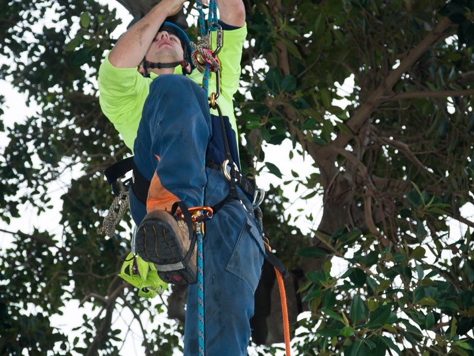 Qualified arborist working in a mature tree during a property survey in Scottish Borders
