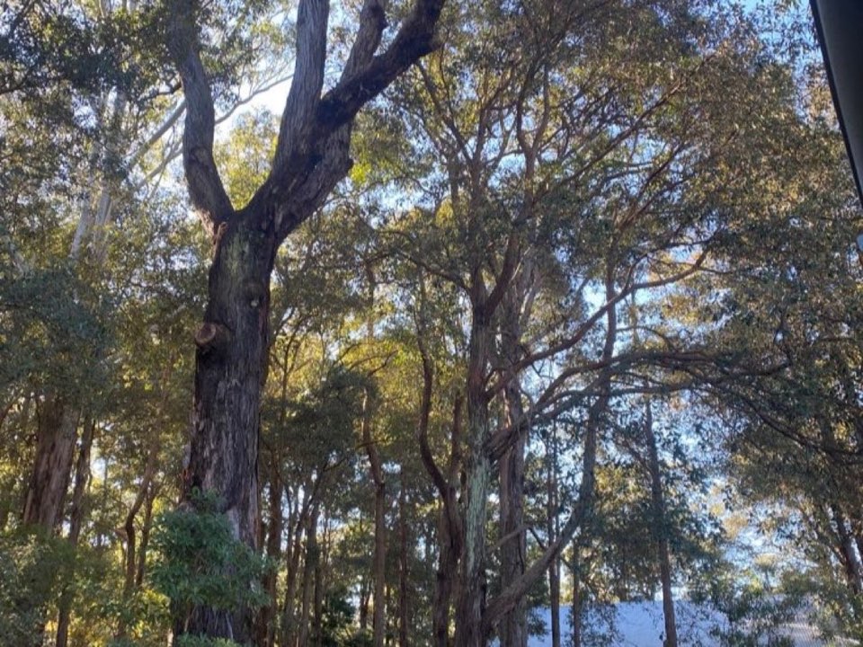 Mature trees in a Scottish Borders parkland setting due for routine re-inspection